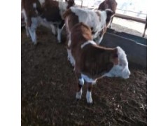 小牛犊多少钱一斤