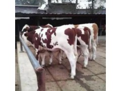 西門塔爾肉牛價格西門塔爾肉牛苗多少錢一頭