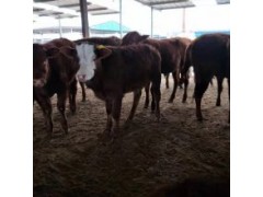 300斤左右肉牛犢價(jià)格 肉牛犢多少錢(qián)一斤