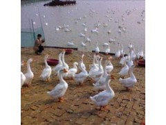 柳州市鸭苗批发市场养殖基地