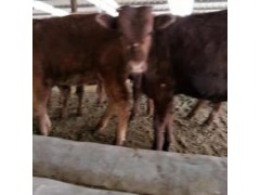 山東肉牛犢多少錢一頭黃牛犢多少錢一頭
