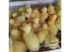 山東濟寧嘉祥縣鵝苗孵化場養(yǎng)殖技術