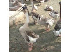 今日鵝苗價(jià)格價(jià)格報(bào)價(jià)