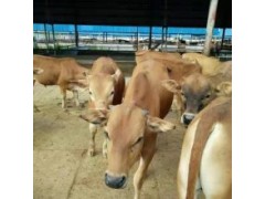 400斤左右小牛犢價(jià)格 西門(mén)塔爾300斤牛犢價(jià)格品種齊全