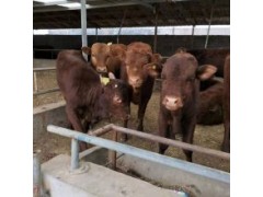 賣肉牛肉牛最新價格品種齊全