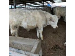 300斤牛犢價格表10頭牛一年利潤多少專業(yè)養(yǎng)殖