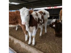 現(xiàn)在小牛犢多少錢一斤養(yǎng)肉牛犢需要多少錢品種齊全