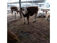 張北縣肉牛批發(fā)市場肉牛批發(fā)市場養(yǎng)殖基地