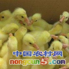 養(yǎng)10只鴕鳥投資多少錢如何購買養(yǎng)殖成本