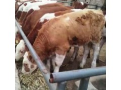 100斤小牛犢多少錢一頭陜西6個(gè)月小黃牛犢價(jià)格品種齊全