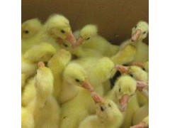 一斤的鵝苗多少錢一只 鵝苗孵化場行情怎么樣