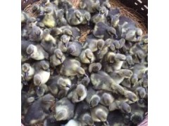 2020年養(yǎng)鵝效益預(yù)測 鵝苗批發(fā)市場養(yǎng)殖技術(shù)