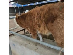 肉牛小牛犢多少錢一頭濟(jì)寧純種小黃牛犢品種齊全