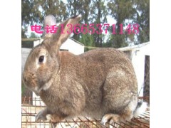 中国哪里的种兔最好养 养兔子六种必备药