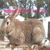食用兔子品種有哪些品種 家兔子品種大全圖片