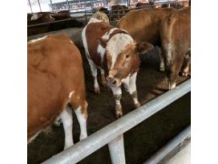 現(xiàn)在小牛犢多少錢一頭品種齊全