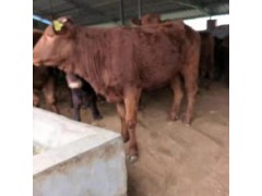 100斤小牛犢多少錢一頭陜西6個月小黃牛犢價格免費送貨