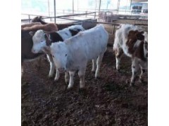 肉牛崽哪里有賣的陜西6個月魯西黃牛崽價格專業(yè)養(yǎng)殖