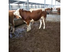 甘肅300斤小黃牛犢價格河南300斤小黃牛犢價格品種齊全