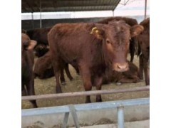 全國(guó)活肉牛價(jià)格一覽表湖北西門塔爾肉牛崽多少錢一頭免費(fèi)送貨