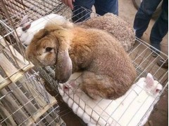 兔子的品種照片和價格養(yǎng)殖基地肉兔價格多少錢一斤
