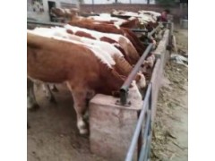 400斤左右小牛犢價(jià)格 西門塔爾300斤牛犢價(jià)格免費(fèi)送貨
