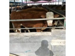 山東肉牛犢多少錢一頭黃牛犢多少錢一頭養(yǎng)殖基地