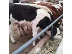 400斤左右小牛犢價(jià)格云南西門塔爾肉牛崽多少錢一頭品種齊全
