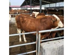 100斤小牛犢多少錢一頭陜西6個(gè)月小黃牛犢價(jià)格養(yǎng)殖基地