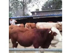 现在牛的市场价格肉牛苗批发市场专业养殖