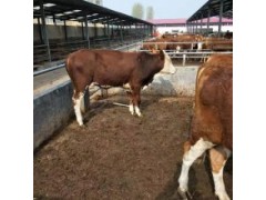 肉牛批發(fā)廠家小肉牛批發(fā)市場養(yǎng)殖基地