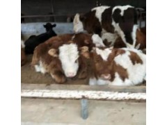 肉牛崽哪里有賣的陜西6個(gè)月魯西黃牛崽價(jià)格養(yǎng)殖利潤