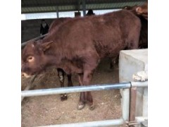 三個月小肉牛犢價格400斤左右小公牛犢價格免費送貨
