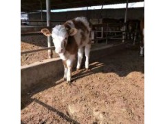 活肉牛價格多少錢一斤今日肉牛價格表免費送貨