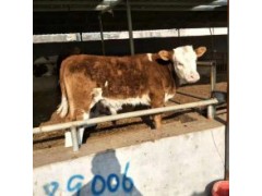 遼寧小黃牛犢多少錢一頭 養(yǎng)殖場
