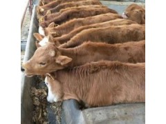 500小公牛多少錢一斤600斤公牛犢價格		專業(yè)養(yǎng)殖