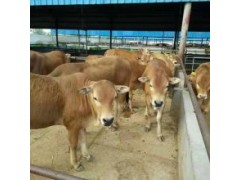 300斤左右肉牛犢價格 肉牛犢多少錢一斤養(yǎng)殖利潤