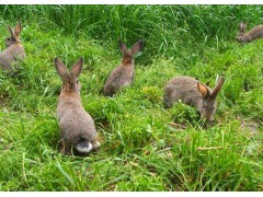 肉兔價(jià)格多少錢(qián)一斤2019活兔子多少錢(qián)一斤一只多少錢(qián)特價(jià)
