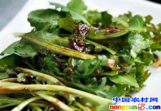 苦菜的正确吃法 苦菜怎么吃好