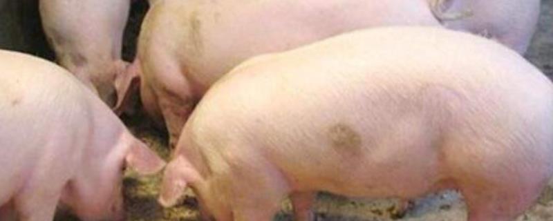 养猪技术与猪病防治，猪场技术员主要做什么