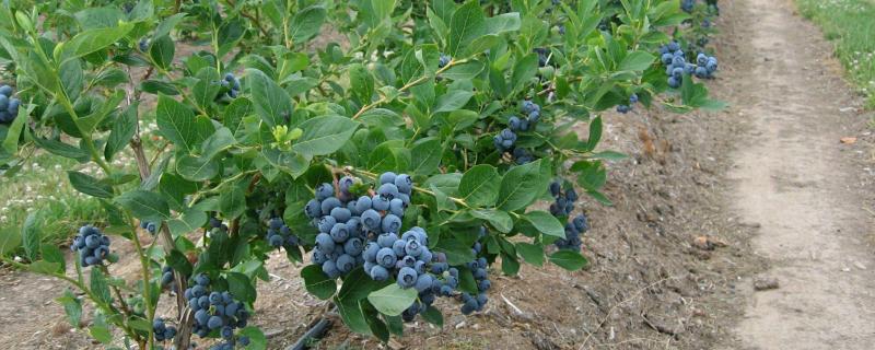 薄霧藍莓簡介，適合哪里種植，產量如何