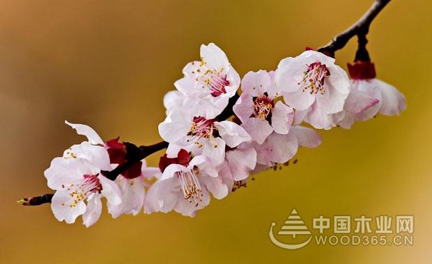 梅花的象征意义具体有哪些?