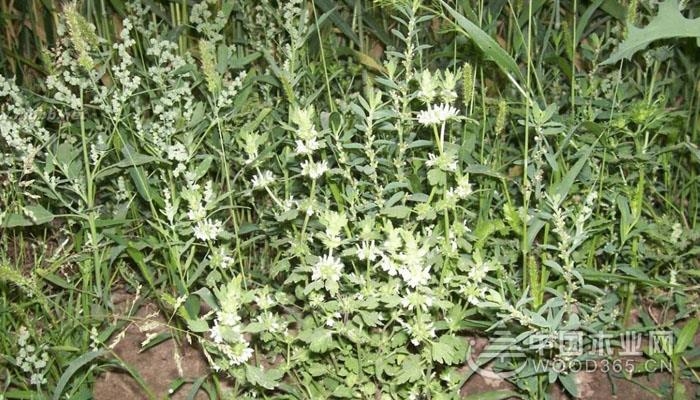 老鸹筋野菜是什么吃野菜需要注意什么