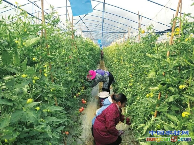 新疆:家庭农场模式焕发产业新活力