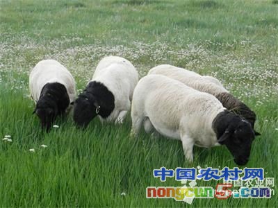 鲁西黑头羊通过现场初审