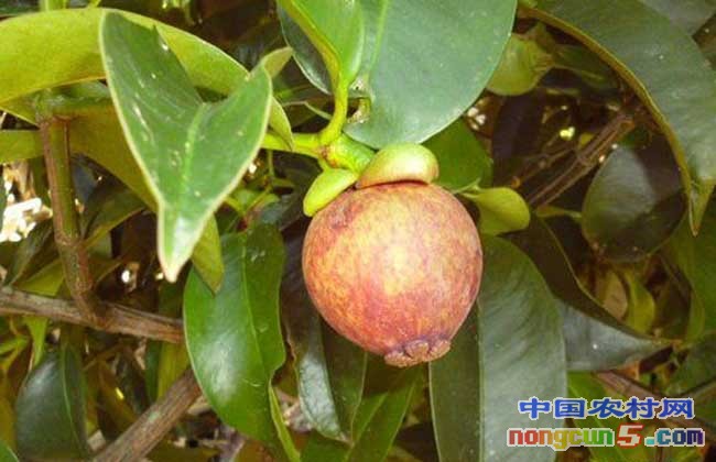 山竹种植技术视频