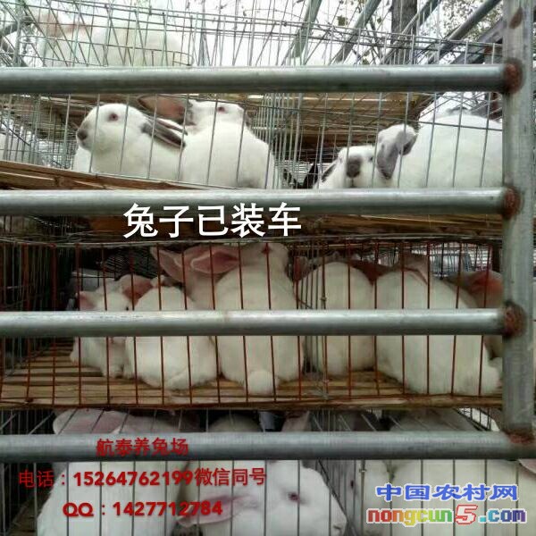 四川最大的兔子养殖基地 四川大型种兔养殖场在什么地方