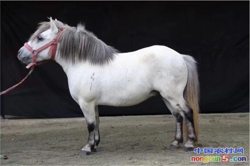 2020今日全国活羊价格表最近几天活羊价格行情