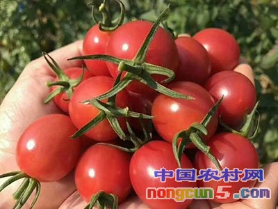 合作社传来喜讯—他们种植的小番茄"香妃3号"在上海卖出了好价钱,每